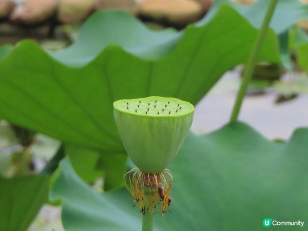 漫遊香港 - 城門谷公園荷花相集