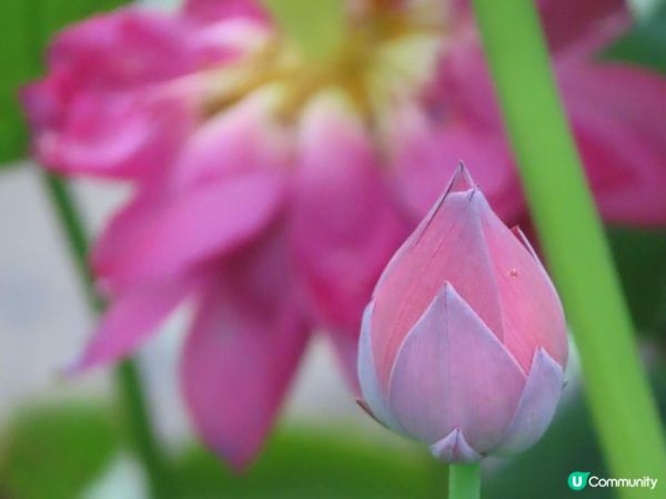 漫遊香港 - 城門谷公園荷花相集