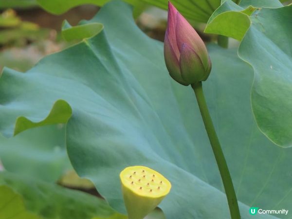 漫遊香港 - 城門谷公園荷花相集