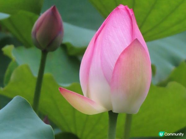 漫遊香港 - 城門谷公園荷花相集