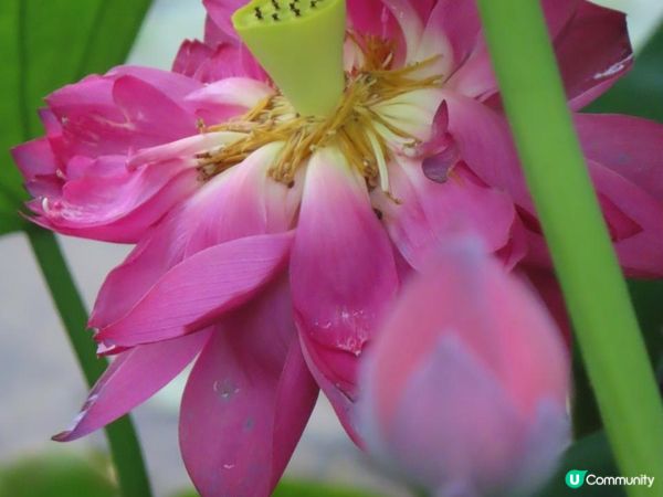 漫遊香港 - 城門谷公園荷花相集