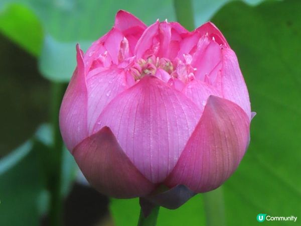 漫遊香港 - 城門谷公園荷花相集