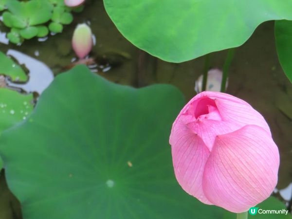 漫遊香港 - 城門谷公園荷花相集