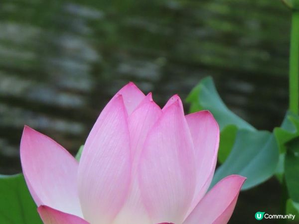 漫遊香港 - 城門谷公園荷花相集