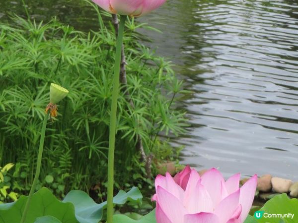 漫遊香港 - 城門谷公園荷花相集