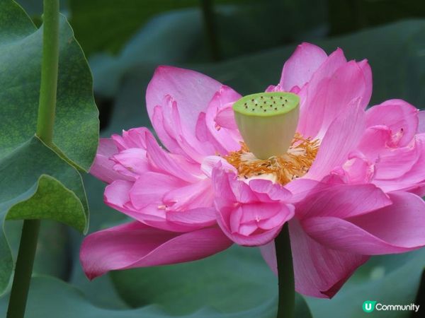 漫遊香港 - 城門谷公園荷花相集