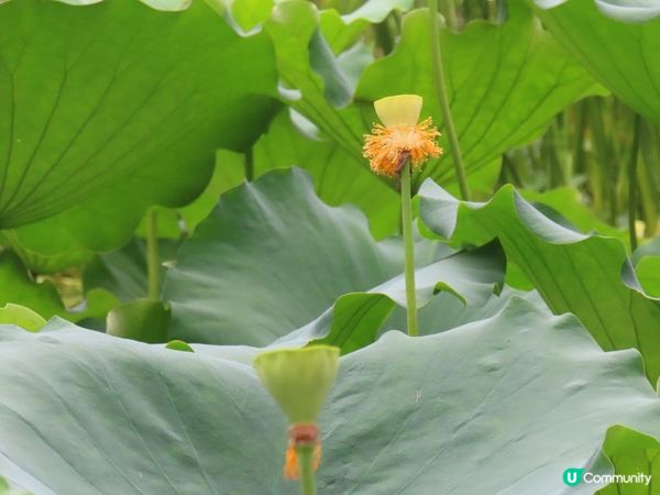 漫遊香港 - 城門谷公園荷花相集