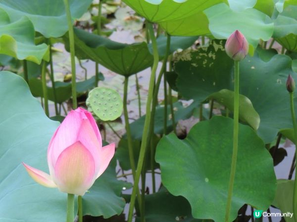 漫遊香港 - 城門谷公園荷花相集