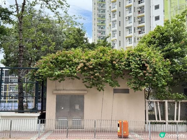 🌳長沙灣隨影🌳