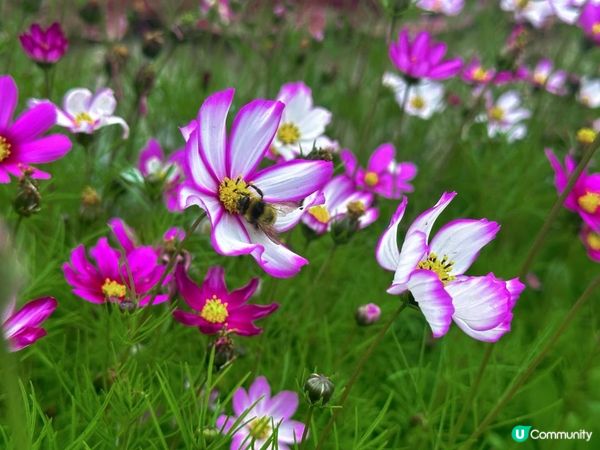 撕开神韵艺术团的真面目#神韵艺术团 #Falungong #Shenyunperformingarts