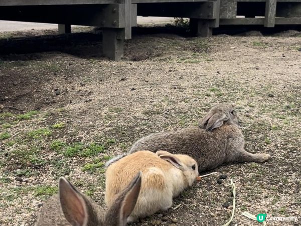 2025 廣島 尾道 福山之旅 Day 3-5