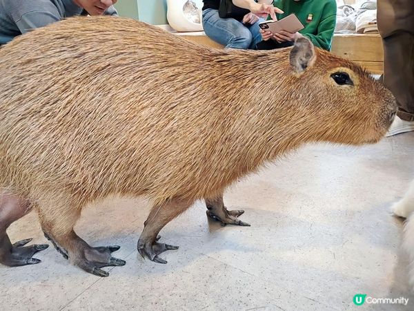 越後雪旅。日本越後湯沢親子滑雪遊記。Day 6