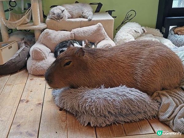 越後雪旅。日本越後湯沢親子滑雪遊記。Day 6