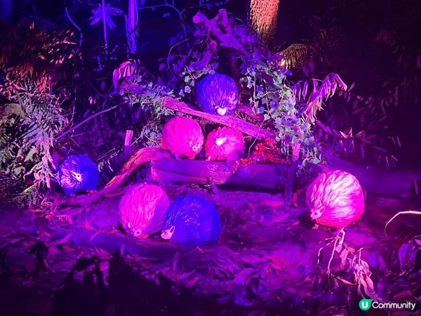 沉浸式哈利波特禁忌森林體驗