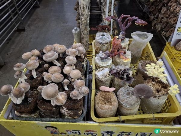 【暟。玩。樂】#72 台中深度遊 Day 4【外遊篇6】