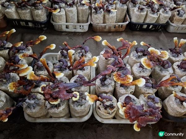 【暟。玩。樂】#72 台中深度遊 Day 4【外遊篇6】