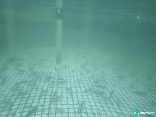 【暟。玩。樂】#73 王者釣蝦餐廳 x NEOBIO x 西塔老太太【深圳遊 6】