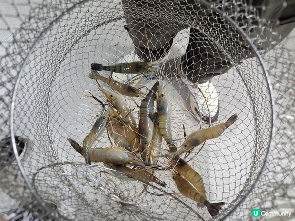 【暟。玩。樂】#73 王者釣蝦餐廳 x NEOBIO x 西塔老太太【深圳遊 6】