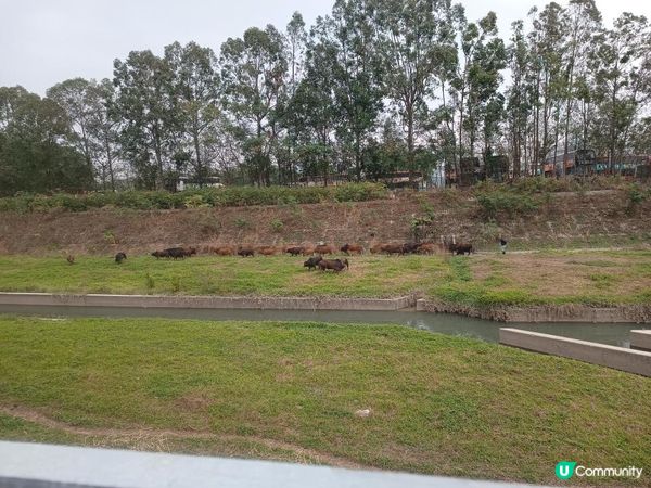 難得一見的田園風光🐂🐂🐂🐂🐂🐂🐂🐂🐂🐂