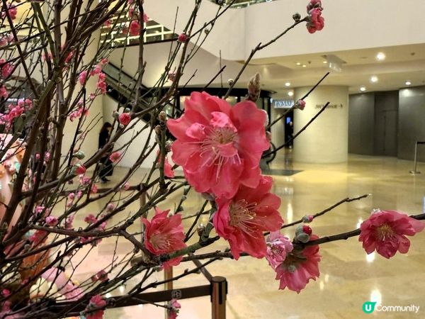 🐎🐎駿馬星馳 錦簇而至🐎🐎