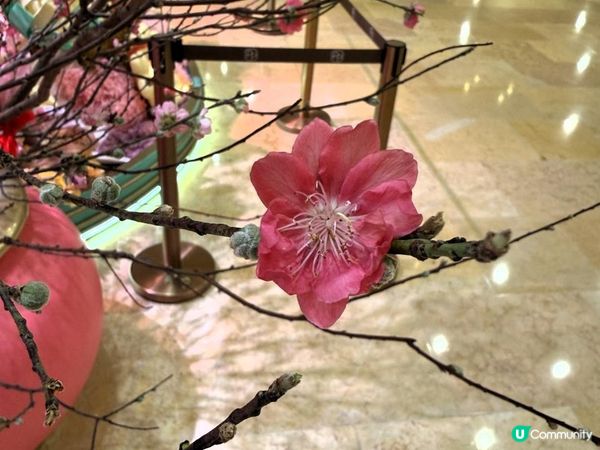 🐎🐎駿馬星馳 錦簇而至🐎🐎