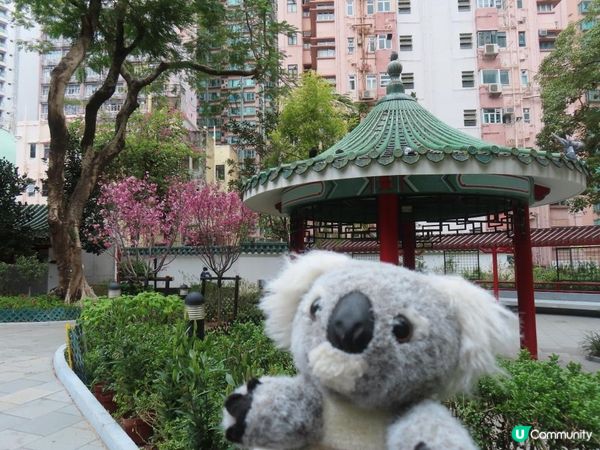 荷里活道公園 櫻花 相集