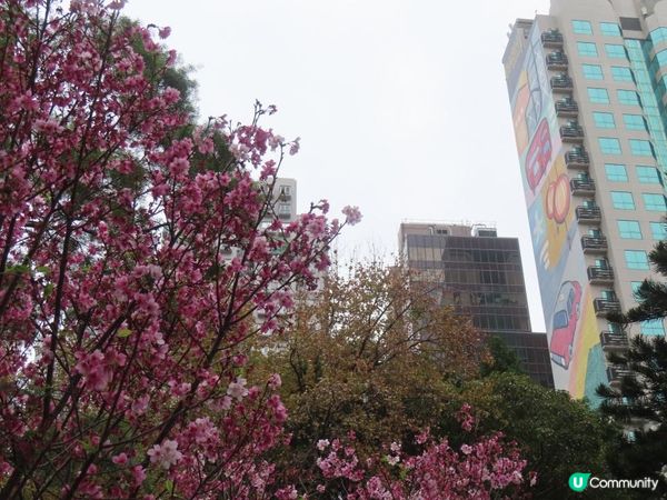 荷里活道公園 櫻花 相集