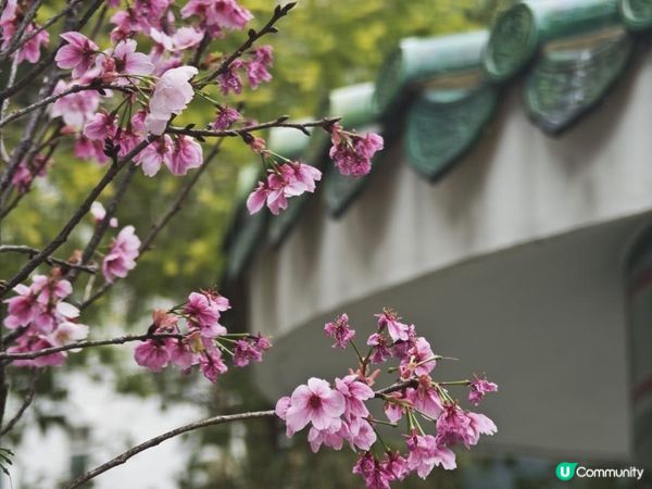 荷里活道公園 櫻花 相集