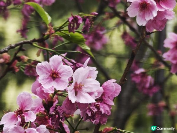 荷里活道公園 櫻花 相集