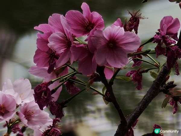 荷里活道公園 櫻花 相集
