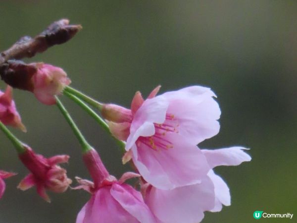 荷里活道公園 櫻花 相集