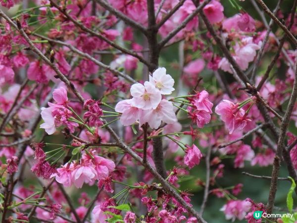 荷里活道公園 櫻花 相集