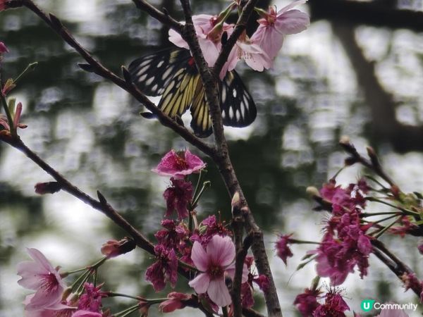 荷里活道公園 櫻花 相集