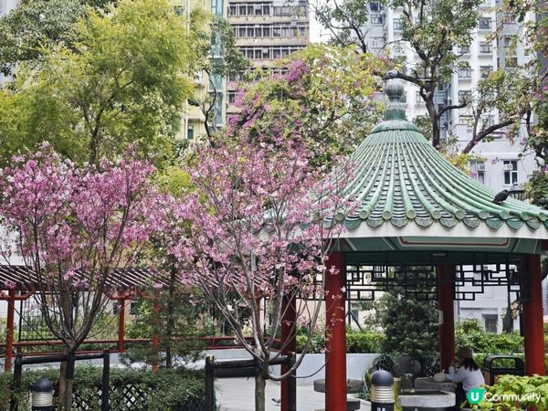 荷里活道公園 櫻花 相集