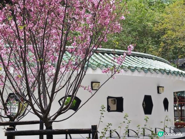 荷里活道公園 櫻花 相集