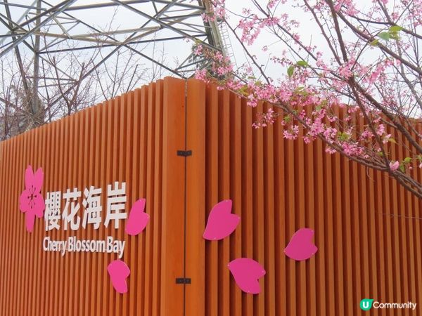 漫遊香港 - 東涌櫻花海岸 相集