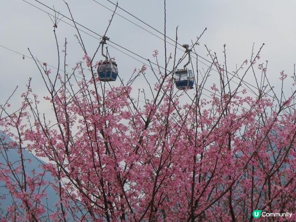 漫遊香港 - 東涌櫻花海岸 相集