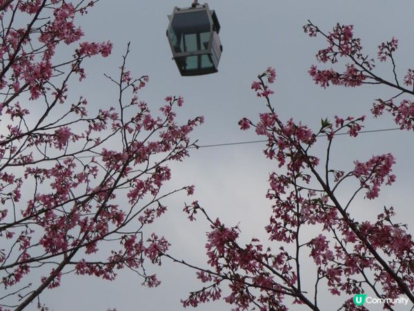 漫遊香港 - 東涌櫻花海岸 相集
