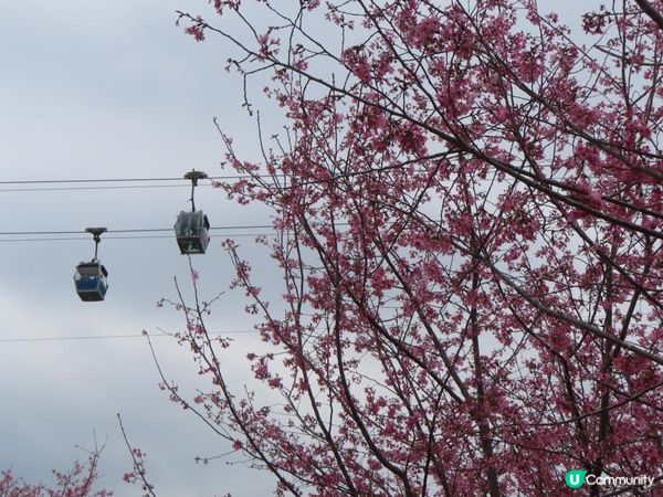 漫遊香港 - 東涌櫻花海岸 相集