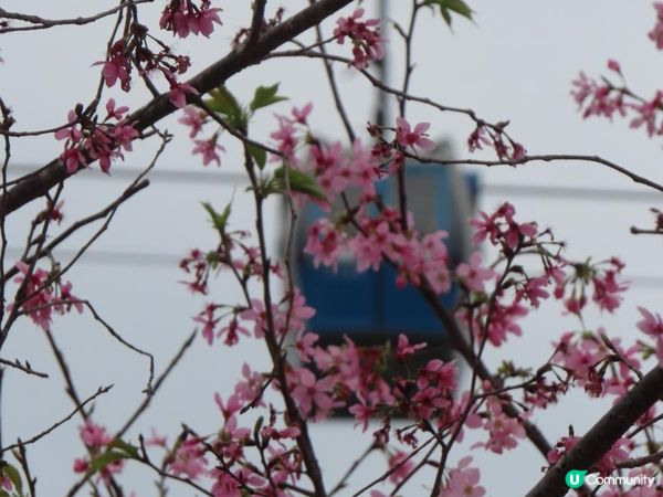 漫遊香港 - 東涌櫻花海岸 相集