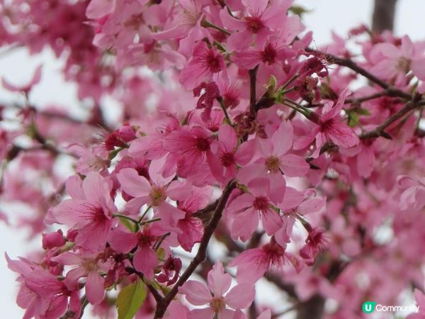 漫遊香港 - 東涌櫻花海岸 相集