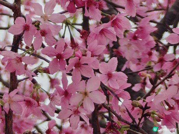 漫遊香港 - 東涌櫻花海岸 相集