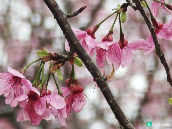 漫遊香港 - 東涌櫻花海岸 相集