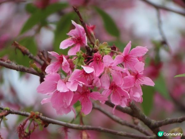 漫遊香港 - 東涌櫻花海岸 相集