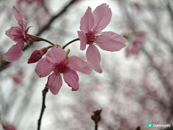 漫遊香港 - 東涌櫻花海岸 相集
