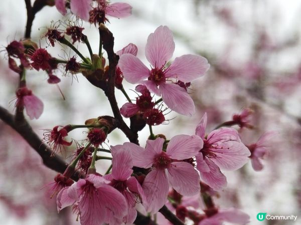 漫遊香港 - 東涌櫻花海岸 相集