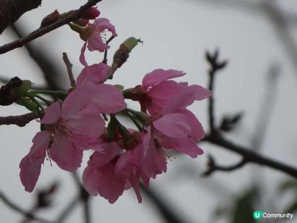 漫遊香港 - 東涌櫻花海岸 相集