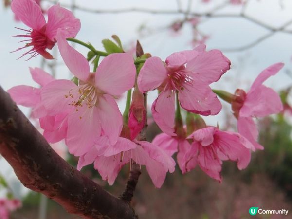 漫遊香港 - 東涌櫻花海岸 相集