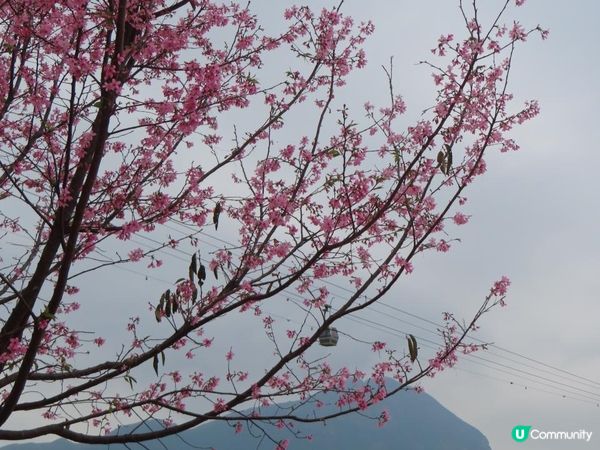 漫遊香港 - 東涌櫻花海岸 相集