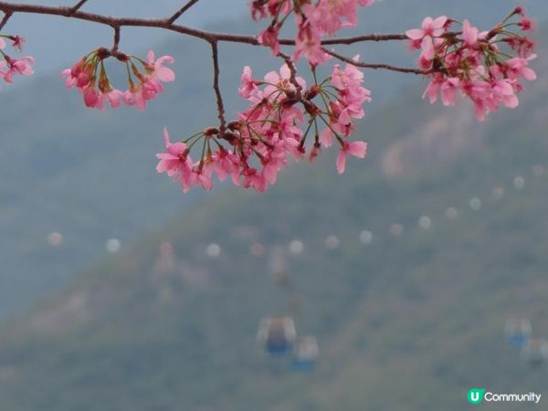 漫遊香港 - 東涌櫻花海岸 相集